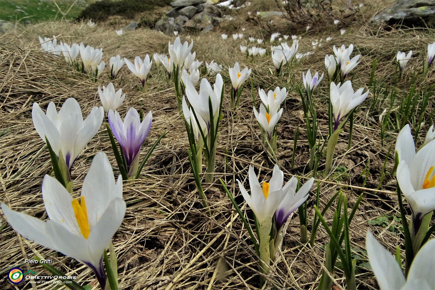 46 Crocus in fiore.JPG